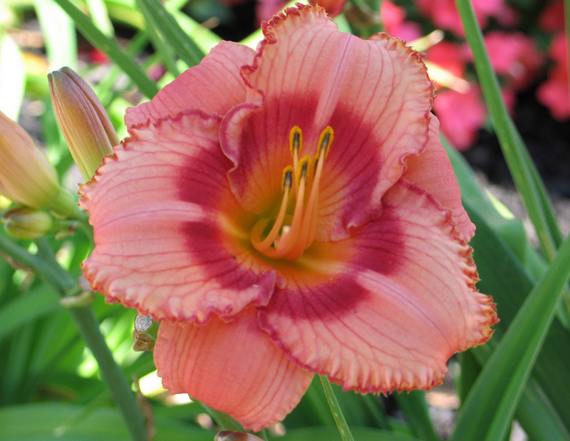 Strawberry Candy Lily | Judicious Plant