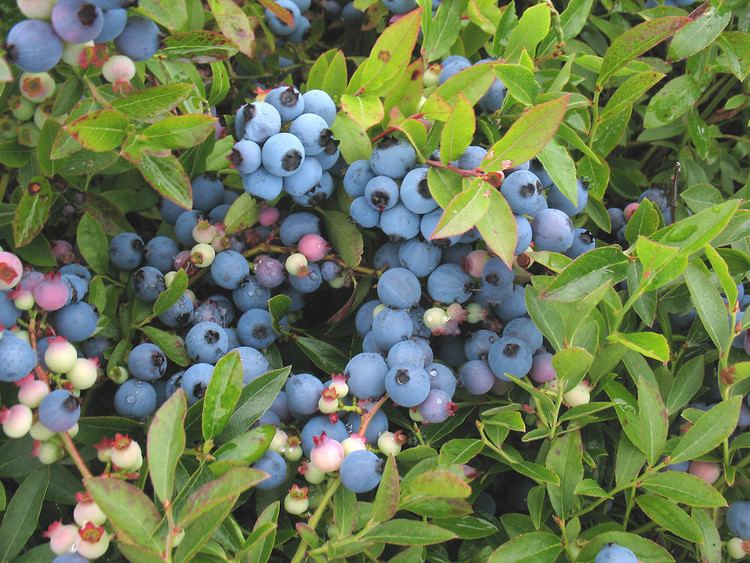 Vaccinium Corymbosum | Blue Huckleberry