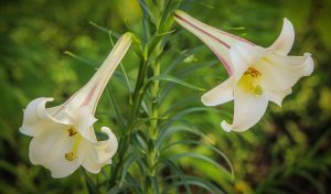 Trumpet Lily | Lilium Longiflorum